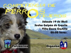 Sábado 19 realizan competencia de perros ovejeros