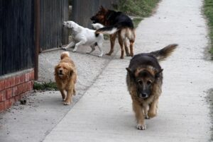 250 ataques de perros se han  notificado en lo que va del año