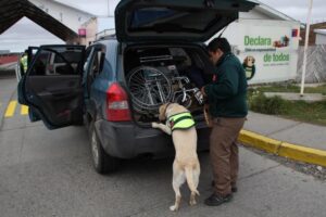 SAG Magallanes llama a declarar productos de origen animal y vegetal