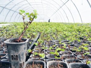 Otro importante aporte para la reforestación de Torres del Paine