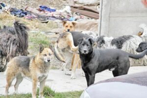 Trece ataques de perros se registran a la semana