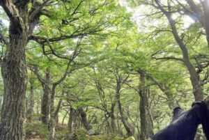 Llaman a colaborar con “20 mil lengas para el Paine”