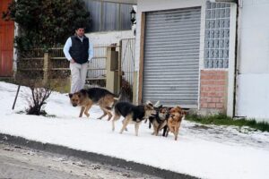 Los perros en las calles