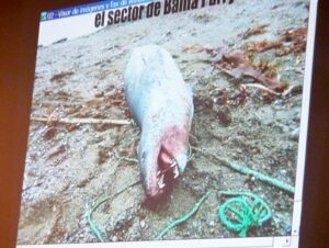 Arriesga tres años por dos delitos: maltrato animal y porte ilegal de arma de fuego