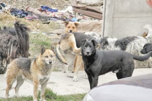 Salud registró 303 ataques de perros en el primer trimestre de 2014