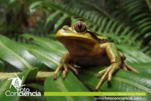 Concurso fotográfico  “Chile tiene Fotoconciencia”