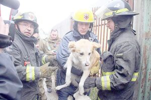 Bomberos rescató a can atrapado en reja de portón