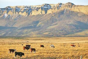 Parcelero denuncia abigeato en Puerto Natales