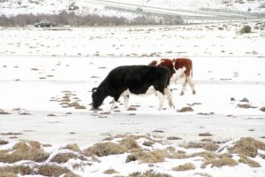 Medidas preventivas para ganaderos ante eventual “crudo” invierno