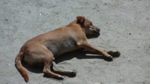 Tres personas heridas por mordeduras de perros