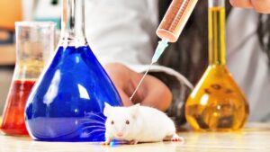 Como ratones de laboratorio