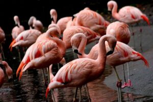 Flamencos se “apatotan”  en bahía de Porvenir
