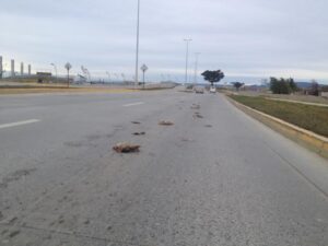 Foto: Restos de animales muertos causan sorpresa entre conductores de Costanera