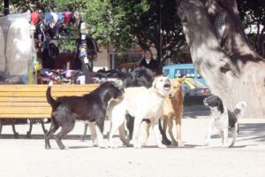 Alarmante aumento  de mordeduras de  perros en Magallanes