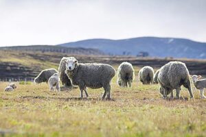 Roban cerca de 300 ovejas desde predio en Punta Arenas