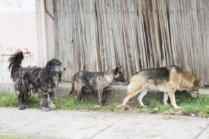 Envían proyecto de tenencia responsable de mascotas