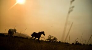 Yendegaia asegura que no promueve la caza de caballos