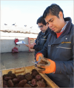 Sernapesca incautó 2,5 toneladas de erizo