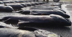 Sernapesca decomisó red con 8 truchas salmonídeas en veda