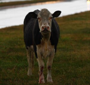 Gobierno alerta por efectos del cambio climático en la producción bovina de Magallanes