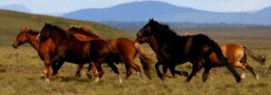 SAG Magallanes controlará movimiento de caballares procedentes de Yendegaia