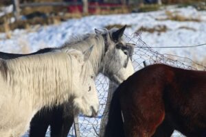 Tabsa: Traslado de caballos cumplió con todas las normativas