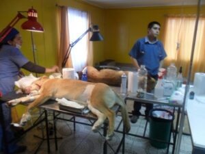 Se practicaron 124 cirugías en nuevo operativo de esterilización