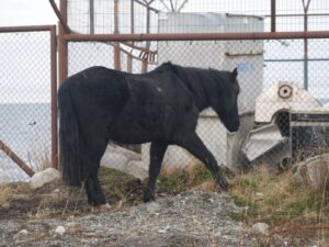Animalistas reclaman por maltrato a caballo