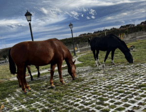 Caballos en la vía pública: urge la coordinación de autoridades