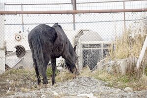Sacrificaron a yegua trasladada desde Yendegaia