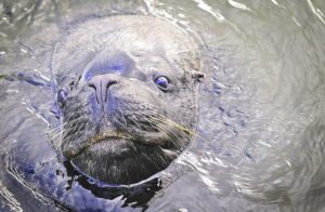 Población de lobos marinos en Isla Marta ha aumentado 10 veces y supera los 500 ejemplares