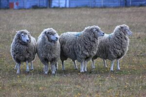 43% de pérdidas de la ganadería son causadas por ataques de depredadores en Magallanes