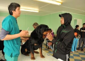 Municipalidad de Punta Arenas hará nueve operativos veterinarios en octubre
