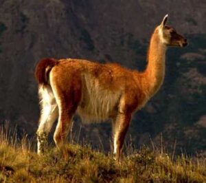Ganaderos de Tierra del Fuego afirman que cifra de guanacos del SAG es errónea