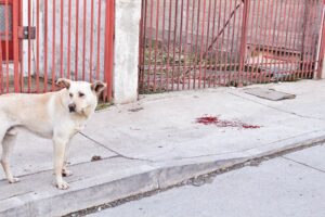 Con lesiones en el rostro  niño mordido por perro