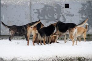 En 2014 se han notificado 760 mordeduras de perros