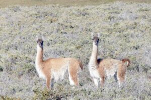 El plan de manejo del  guanaco que se instalaría en  la Provincia de Santa Cruz