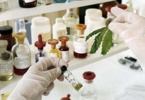 Concejal propone uso terapeutico de la cannabis en Punta Arenas