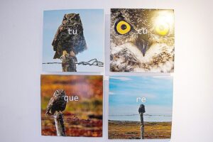 Hoy se inaugurará exposición  “Vuelo Sur, estepa/matorral”