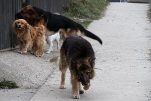 Ataques de perros: Morano dispuesto a asistir a Concejo Municipal