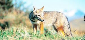 Las especies que atemorizan  al ganado magallánico