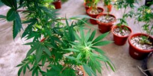 En Laja, detienen a mujer de 73 años por tener cinco plantas de marihuana en su casa