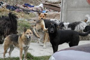 Animalistas califican  eutanasia como  “retroceso en el tiempo”