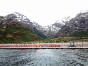 Mueren más de 400 mil salmones en Puerto Natales