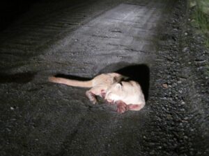Puma atropellado al interior del Parque Torres del Paine murió producto de las graves lesiones