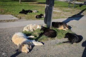 Próximo lunes comenzará  programa de captura de perros