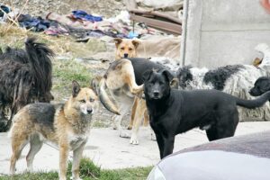 Municipalidad de Punta Arenas contrató empresa para capturar y esterilizar perros