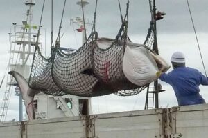 Japón prometió reducir en dos tercios la captura de ballenas en la Antártica