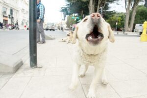 786 personas han sido mordidas por  perros durante este año en Magallanes