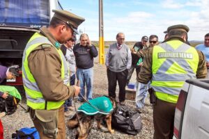 45 casos de abigeato se han registrado en la Región de Magallanes durante el 2014